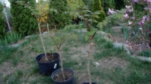 Аралия маньчжурская - "Древесный женьшень". О растении.