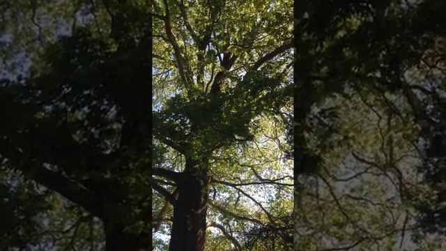 Большой платан смотреть онлайн