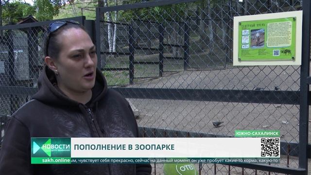 Очаровательные носухи родились в зоопарке Южно-Сахалинска смотреть онлайн