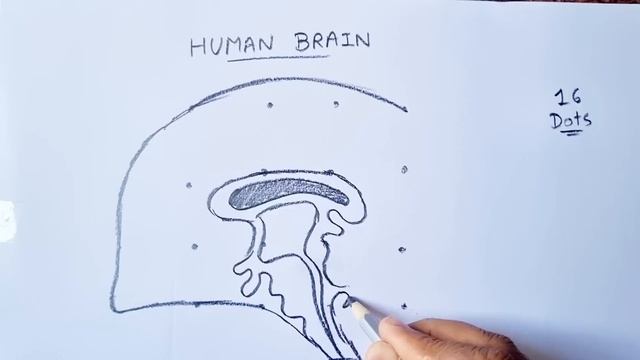 Dots turns into Human Brain Diagram Drawing Class 10 // Human Brain Diagram смотреть онлайн
