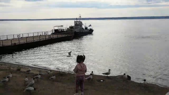 Река Лена. Чайки на паромной переправе смотреть онлайн