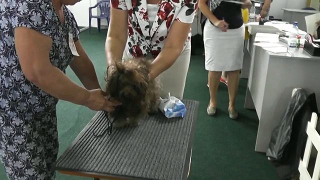 Русская цветная болонка Курск 2018 г смотреть онлайн