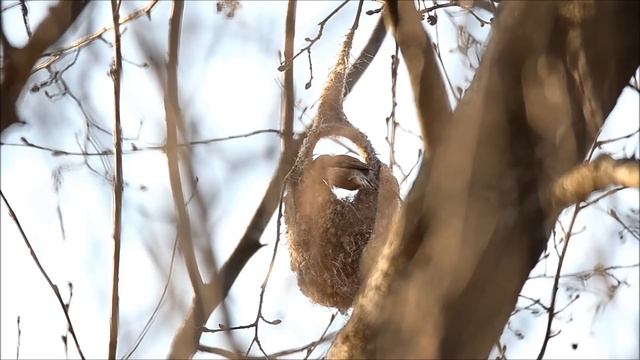 Ремез строит гнездо смотреть онлайн
