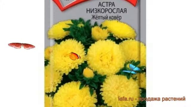 Астра низкорослая Жёлтый ковёр (zhyeltyy kovyer) ? обзор: как сажать, семена астры Жёлтый ковёр смотреть онлайн