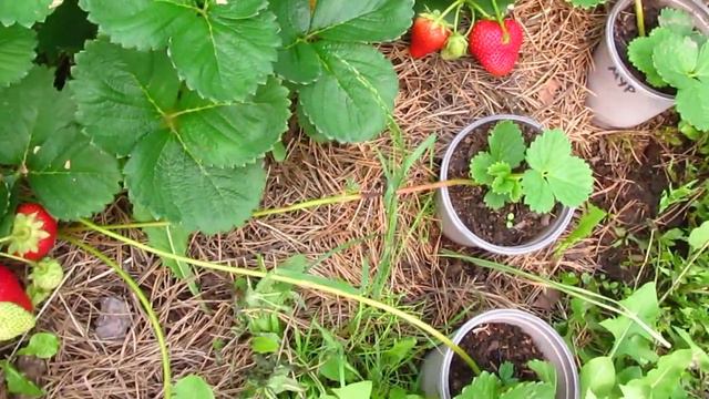 Защита клубники от ливневых дождей. Часть 2. Верхозин Юрий смотреть онлайн