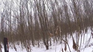 охота на зайца с гончими