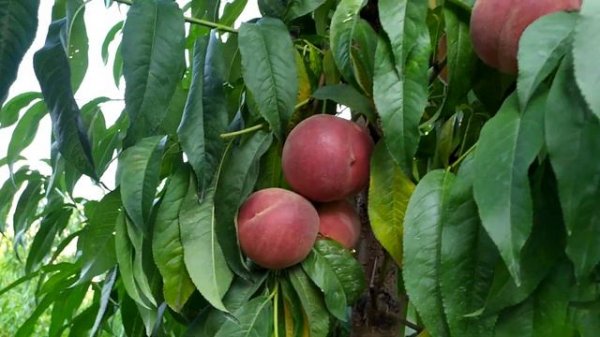 Персик Роял Ли (Royal Lee)