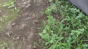 Избавляемся от сорняков. Спанбонд спустя год.