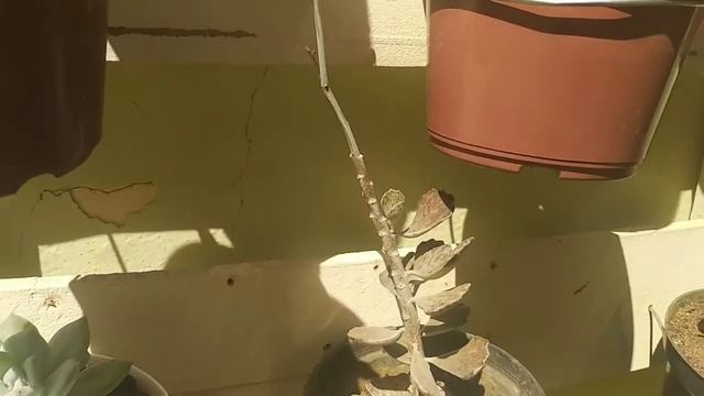 Kalanchoe Rhombopilosa