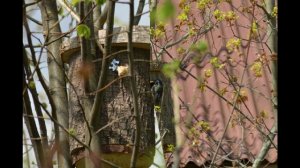 Скворечник