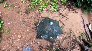 Пресноводная креветка на десногорском водохранилище