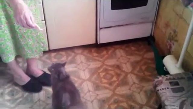 кошка ест колбасу смотреть онлайн