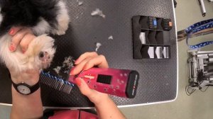 стрижка бивер йорка