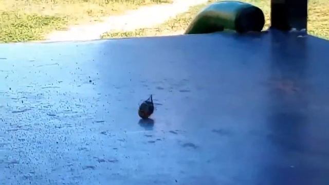 Жучара смотреть онлайн