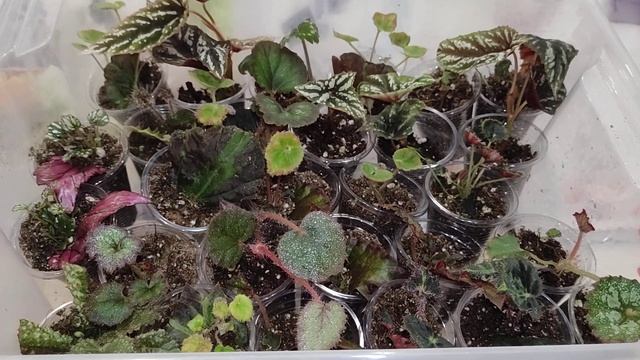 Как укореняются мои растушки. смотреть онлайн