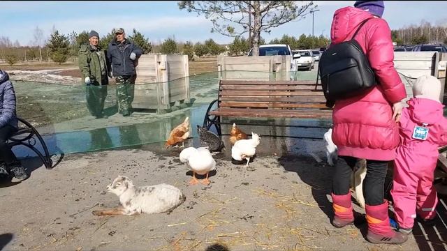 Доброград . Владимирская область. Пасха 2018 . Выездной контактный зоопарк от КИНОэнималс . смотреть онлайн