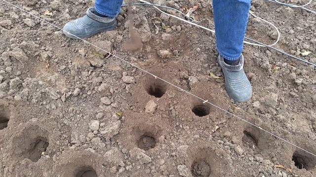 Посадка рокамболя при помощи дрели смотреть онлайн