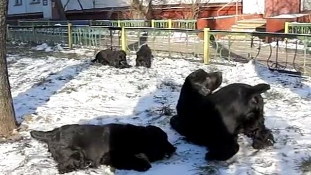 щенки кокера. продаются 8 909 1525076 смотреть онлайн