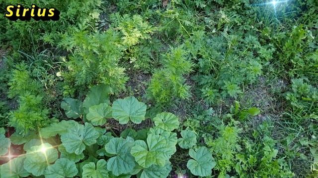14 ноября Кузьма и Демьян: что категорически нельзя делать смотреть онлайн