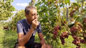 Виноград Воплощение 2023г