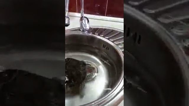 Красноухая черепаха ест камчатского краба. Сахалин смотреть онлайн