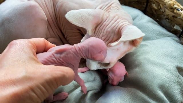 Hairless cat gave birth to cutest hairless kittens Canadian Sphynx смотреть онлайн