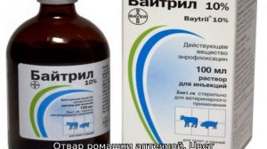 Понос у кроликов — причина и лечение