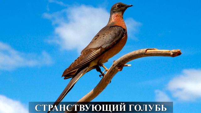 Красная книга России. смотреть онлайн