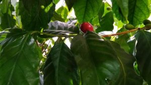 Кофейное дерево: уход в домашних условиях