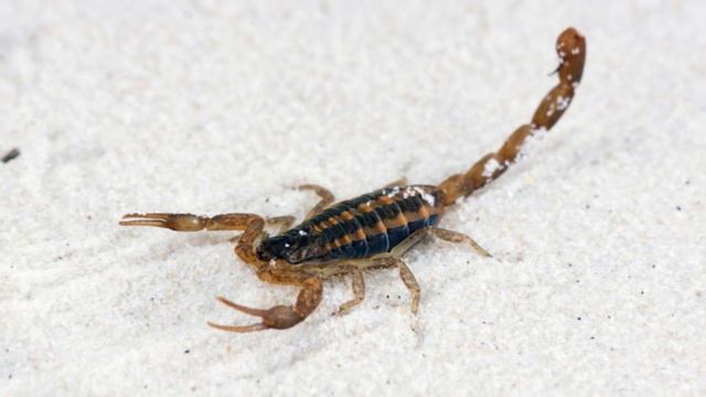 Тушда Чаён курса | Tushda Chayon Ko'rsa