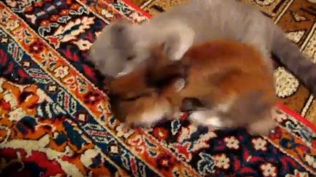 Кот играет с кроликом смотреть онлайн