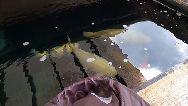 Koi Diary 118 - Scrapes and Koi check over смотреть онлайн