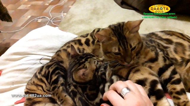 Бенгальские котята красота и милота! смотреть онлайн