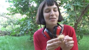 Выращивание кукурузы для попкорна