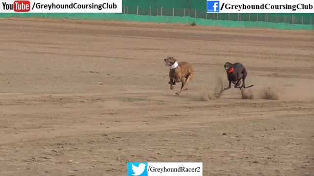 dog race in salam | greyhound racing in Pakistan | track race смотреть онлайн
