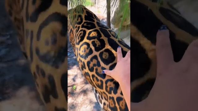 Jaguar BLASTS Lion! смотреть онлайн