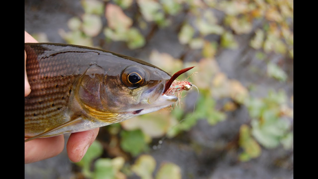 Мушка Streamer Fly. смотреть онлайн