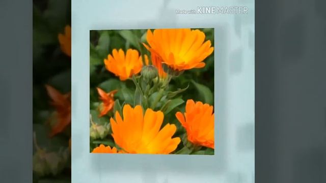 Интересные факты о календуле смотреть онлайн