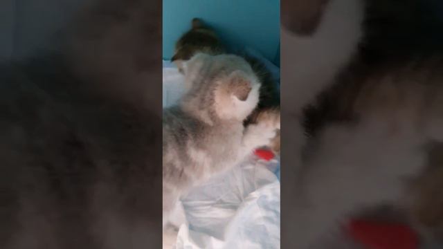 Озорные малышки, девочки породы скоттиш килт на длинных и коротких лапках😸 #купитькотёнка #manchkin смотреть онлайн