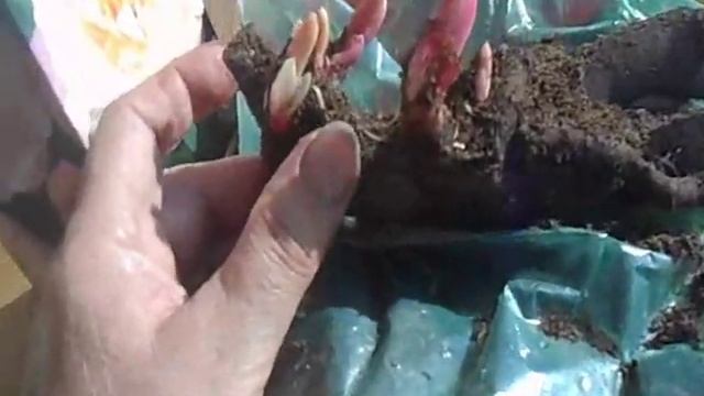 осенняя посадка лилий, которые проросли. смотреть онлайн