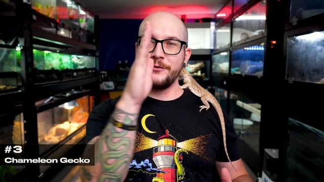 Top 5 Reptiles That Can Live In A Ten Gallon Enclosure FOREVER! смотреть онлайн