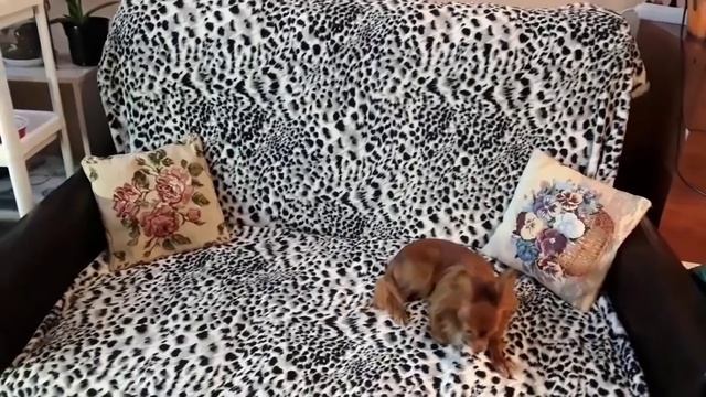 Комнатные цветы смотреть онлайн