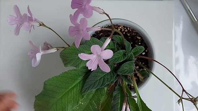 Streptocarpus Gloria (Стрептокарпус Gloria) смотреть онлайн
