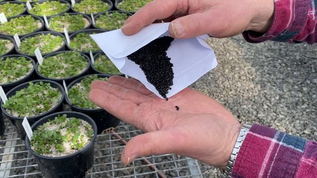 How to grow Hellebores: with specialist breeder & grower Peter Leigh of Post Office Farm Nursery смотреть онлайн