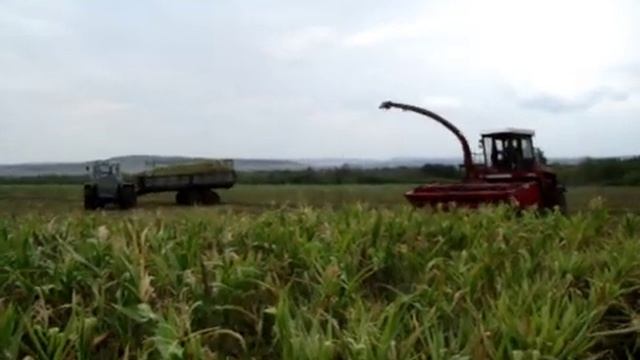 Polesie-280 And T-150K Tractor, Silage /// Полесье-280 и трактор Т-150К, заготовка силоса