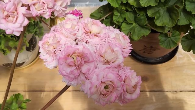 #561. Рубрика"любимая селекция пеларгоний"- сорта ЮВ (Юлии Озерской) смотреть онлайн