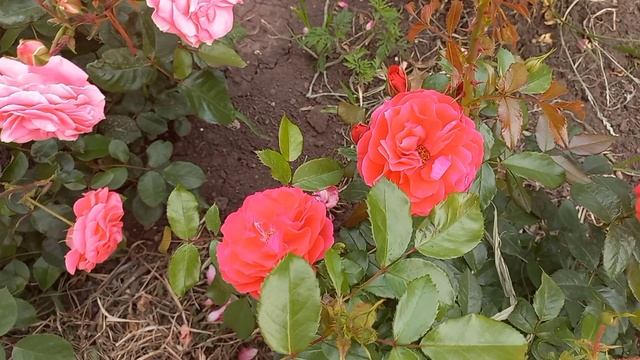 Цветение роз 11.06.23 смотреть онлайн