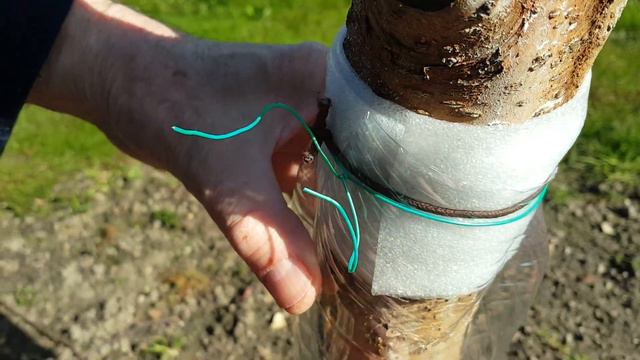 Ինչպես պաշտպանել ծառերը մրջյուններից Как защитить деревья от муравьев How to protect trees from ant смотреть онлайн