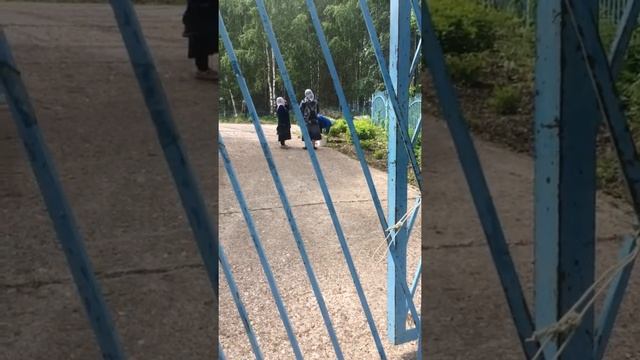 600 видов ивы смотреть онлайн