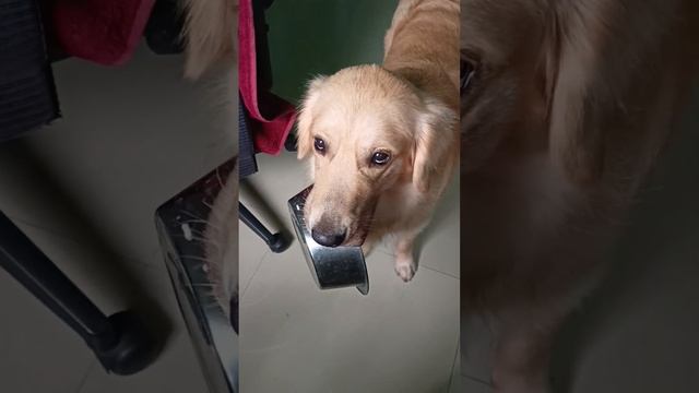 When My Golden Transforms Mealtime into a Delightful Game & Mumma Joyfully Joins in the Fun! ?? смотреть онлайн